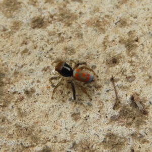 Maratus pavonis at Kambah, ACT - 15 Dec 2018