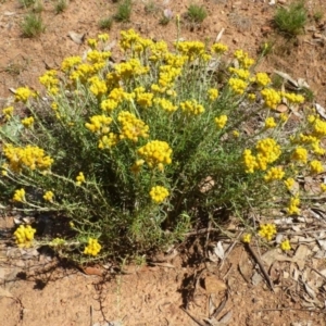 Chrysocephalum semipapposum at Ainslie, ACT - 17 Dec 2018