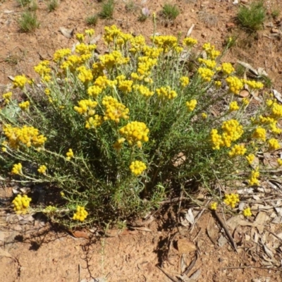 Chrysocephalum semipapposum (Clustered Everlasting) at Ainslie, ACT - 16 Dec 2018 by RWPurdie