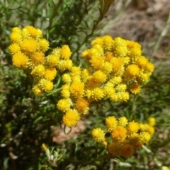 Chrysocephalum semipapposum at Ainslie, ACT - 17 Dec 2018