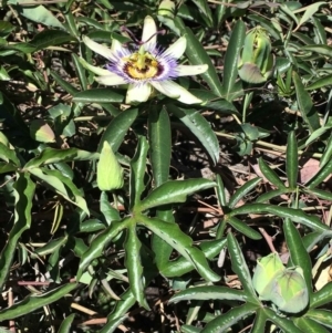 Passiflora caerulea at Ainslie, ACT - 17 Dec 2018