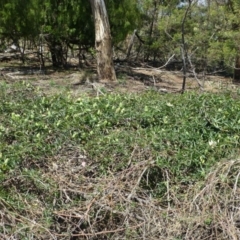 Passiflora caerulea at Ainslie, ACT - 17 Dec 2018