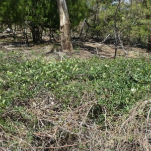 Passiflora caerulea at Ainslie, ACT - 17 Dec 2018