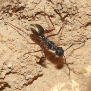 Camponotus suffusus at Hackett, ACT - 30 Oct 2018 12:00 AM