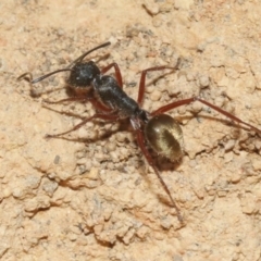 Camponotus suffusus at Hackett, ACT - 30 Oct 2018 12:00 AM