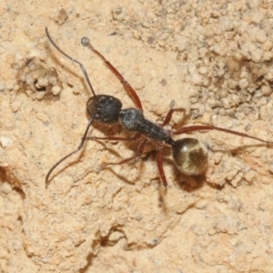 Camponotus suffusus at Hackett, ACT - 30 Oct 2018 12:00 AM