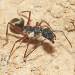 Camponotus suffusus at Hackett, ACT - 30 Oct 2018 12:00 AM