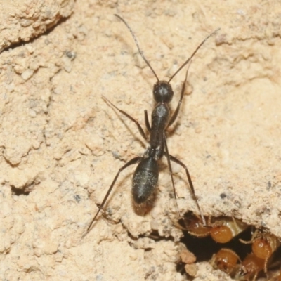 Camponotus sp. (genus) (A sugar ant) at Hackett, ACT - 29 Oct 2018 by silversea_starsong