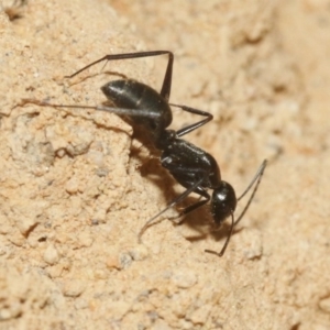Camponotus sp. (genus) at Hackett, ACT - 30 Oct 2018 12:00 AM