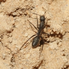 Camponotus sp. (genus) at Hackett, ACT - 30 Oct 2018 12:00 AM