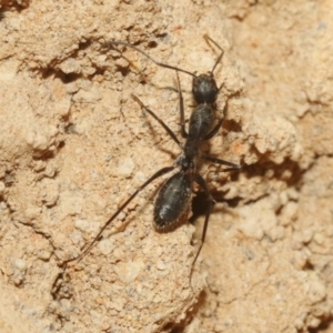 Camponotus sp. (genus) at Hackett, ACT - 30 Oct 2018