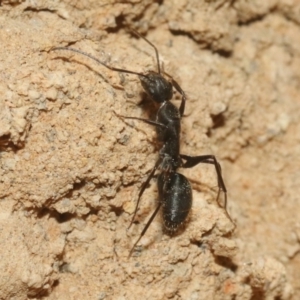 Camponotus sp. (genus) at Hackett, ACT - 30 Oct 2018 12:00 AM