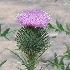 Cirsium vulgare (Spear Thistle) at Narrabundah, ACT - 17 Dec 2018 by Mike