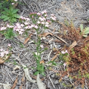 Centaurium erythraea at Symonston, ACT - 17 Dec 2018 01:02 PM