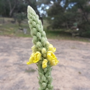 Verbascum thapsus subsp. thapsus at Symonston, ACT - 17 Dec 2018 12:59 PM