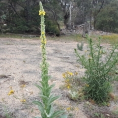 Verbascum thapsus subsp. thapsus at Symonston, ACT - 17 Dec 2018 12:59 PM