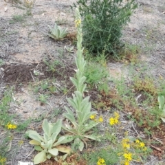 Verbascum thapsus subsp. thapsus at Symonston, ACT - 17 Dec 2018 12:59 PM