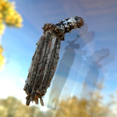 Clania lewinii & similar Casemoths (Parallel stick Case Moths) at Googong, NSW - 17 Dec 2018 by Wandiyali