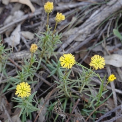 Triptilodiscus pygmaeus (Annual Daisy) at Hughes, ACT - 17 Dec 2018 by JackyF