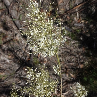 Bursaria spinosa (Native Blackthorn, Sweet Bursaria) at Hughes, ACT - 17 Dec 2018 by JackyF