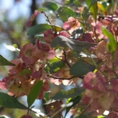 Dodonaea viscosa (Hop Bush) at Hughes, ACT - 17 Dec 2018 by JackyF