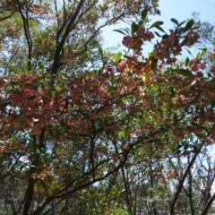 Dodonaea viscosa at Hughes, ACT - 17 Dec 2018