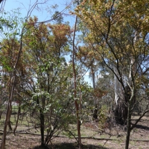 Dodonaea viscosa at Hughes, ACT - 17 Dec 2018