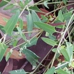 Einadia nutans subsp. nutans (Climbing Saltbush) at Jerrabomberra, ACT - 17 Dec 2018 by Mike