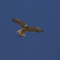 Falco cenchroides (Nankeen Kestrel) at Dunlop, ACT - 17 Dec 2018 by Alison Milton