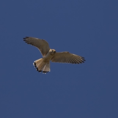 Falco cenchroides (Nankeen Kestrel) at Dunlop, ACT - 17 Dec 2018 by AlisonMilton