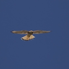 Falco cenchroides at Dunlop, ACT - 17 Dec 2018