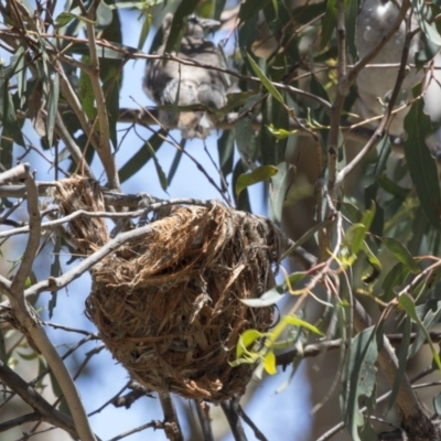 Philemon corniculatus (Noisy Friarbird) at Hawker, ACT - 17 Dec 2018 by AlisonMilton