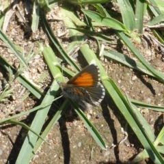 Lucia limbaria (Chequered Copper) at Symonston, ACT - 17 Dec 2018 by Mike