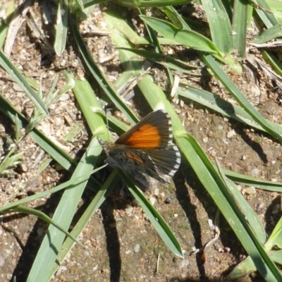 Lucia limbaria (Chequered Copper) at Symonston, ACT - 17 Dec 2018 by Mike