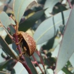 Paropsis variolosa (Variolosa leaf beetle) at Mount Mugga Mugga - 17 Dec 2018 by Mike