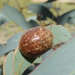 Paropsis variolosa at Symonston, ACT - 17 Dec 2018