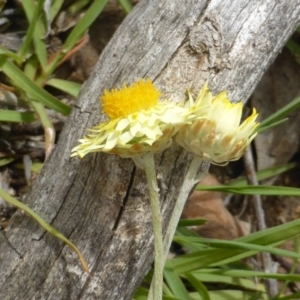 Leucochrysum albicans subsp. tricolor at O'Malley, ACT - 15 Dec 2018 02:08 PM