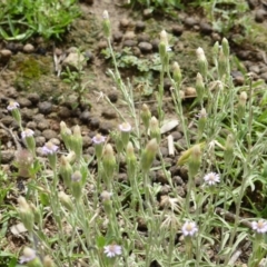 Vittadinia sp. (Fuzzweed) at O'Malley, ACT - 15 Dec 2018 by Mike