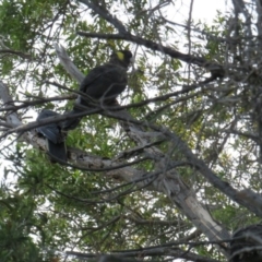 Zanda funerea (Yellow-tailed Black-Cockatoo) at Fyshwick, ACT - 17 Dec 2018 by BenW