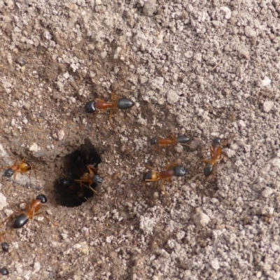 Camponotus consobrinus (Banded sugar ant) at O'Malley, ACT - 15 Dec 2018 by Mike