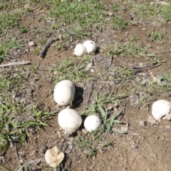 zz puffball at Symonston, ACT - 17 Dec 2018 by Mike