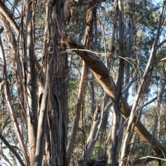 Podargus strigoides at Hughes, ACT - 17 Dec 2018