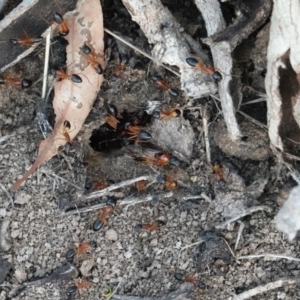 Camponotus consobrinus at Hughes, ACT - 17 Dec 2018