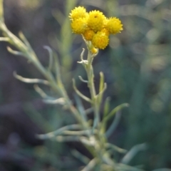 Chrysocephalum semipapposum at Deakin, ACT - 17 Dec 2018 07:32 PM