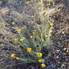 Chrysocephalum semipapposum at Deakin, ACT - 17 Dec 2018 07:32 PM