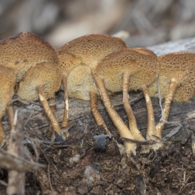 Lentinus arcularius (Fringed Polypore) at Dunlop, ACT - 17 Dec 2018 by Alison Milton