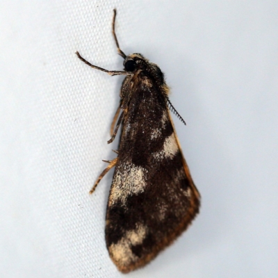 Anestia (genus) (A tiger moth) at O'Connor, ACT - 4 Dec 2018 by ibaird