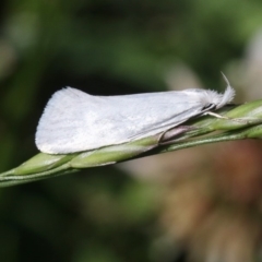 Zacorus carus (Wingia group moth) at Watson, ACT - 27 Oct 2018 by silversea_starsong