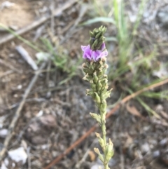 Cullen microcephalum (Dusky Scurf-pea) at Griffith, ACT - 17 Dec 2018 by ianandlibby1