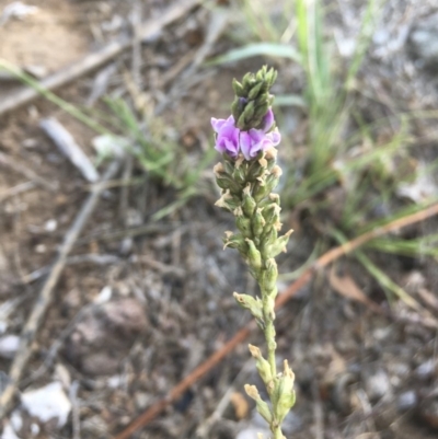 Cullen microcephalum (Dusky Scurf-pea) at Griffith, ACT - 17 Dec 2018 by ianandlibby1